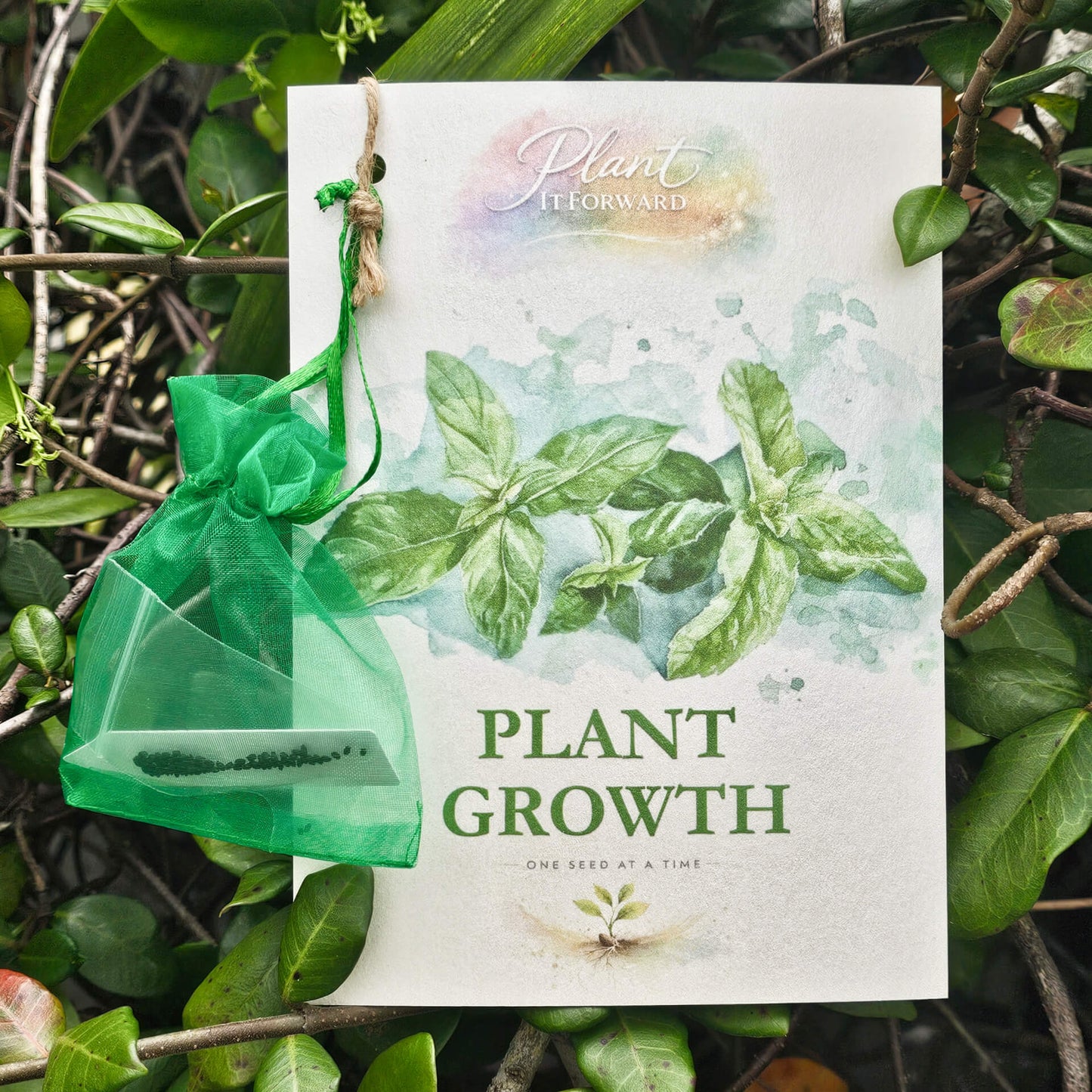 Plant Growth card with Basil seeds
