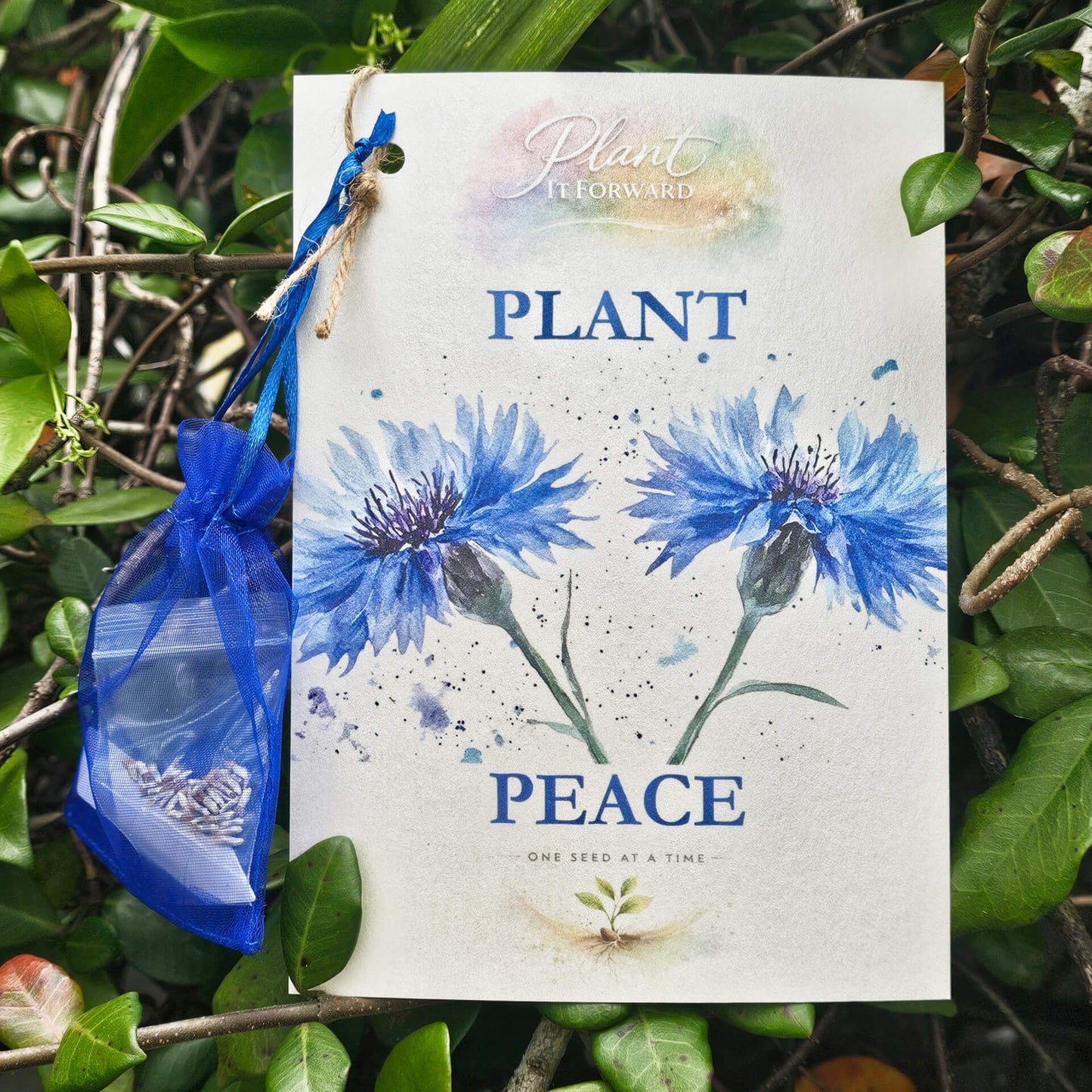 Plant Peace card with Blue Bachelor’s Button seeds