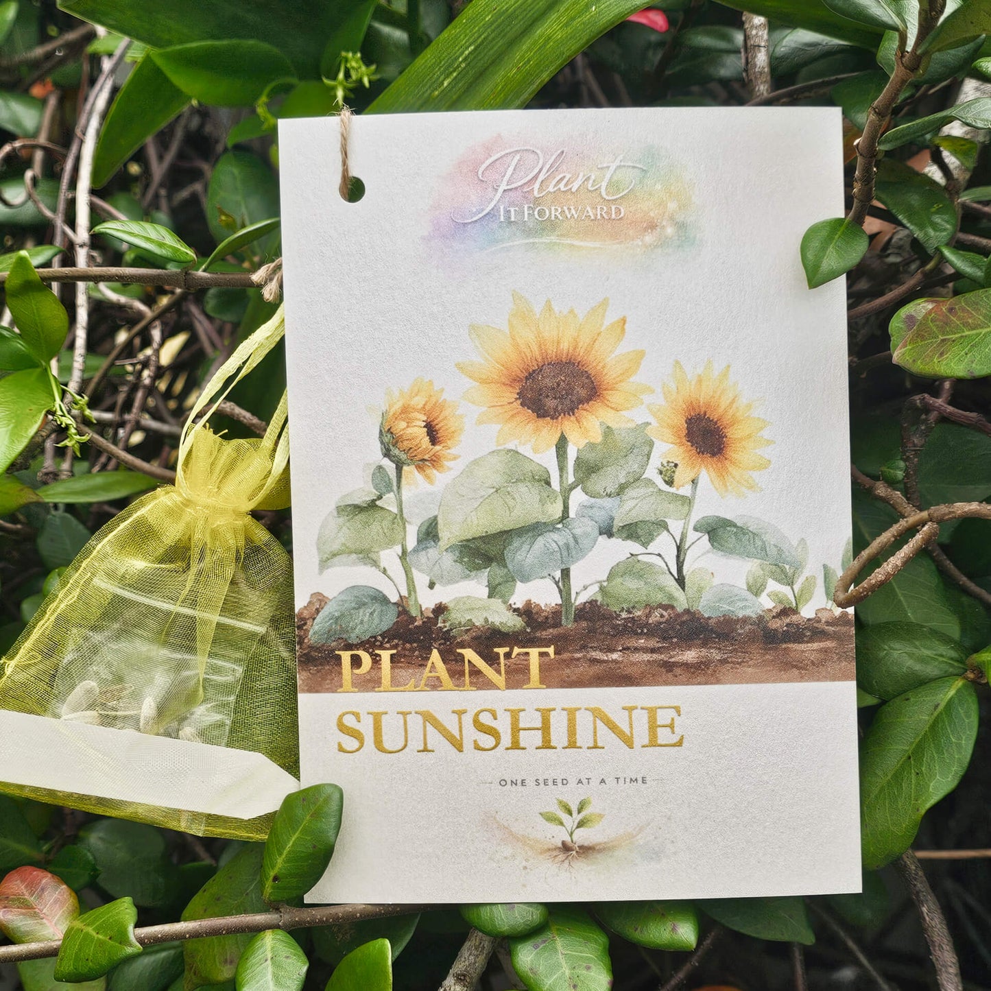 Plant Sunshine card seeds with Dwarf Sunshine seeds