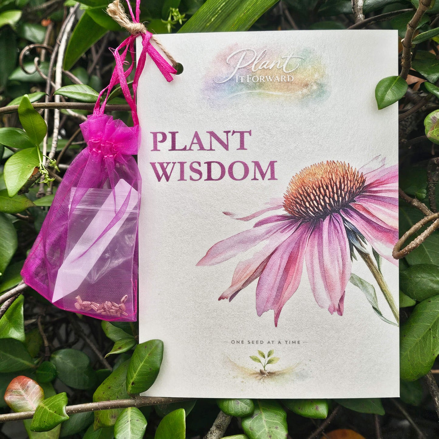 Plant Wisdom card with Echinacea seeds