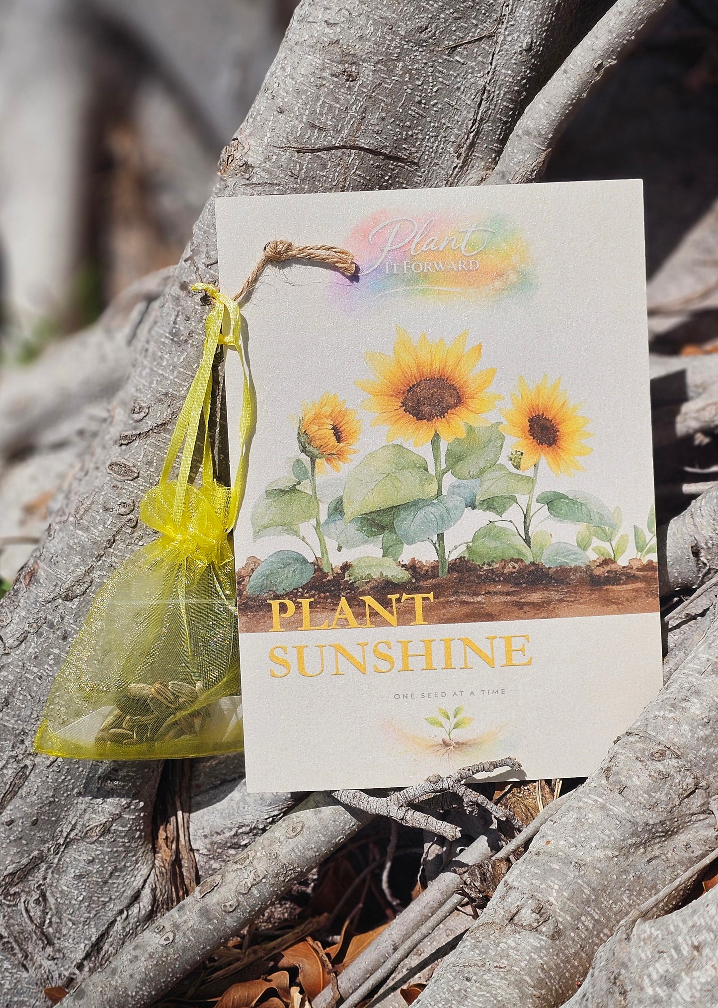 Plant Sunshine