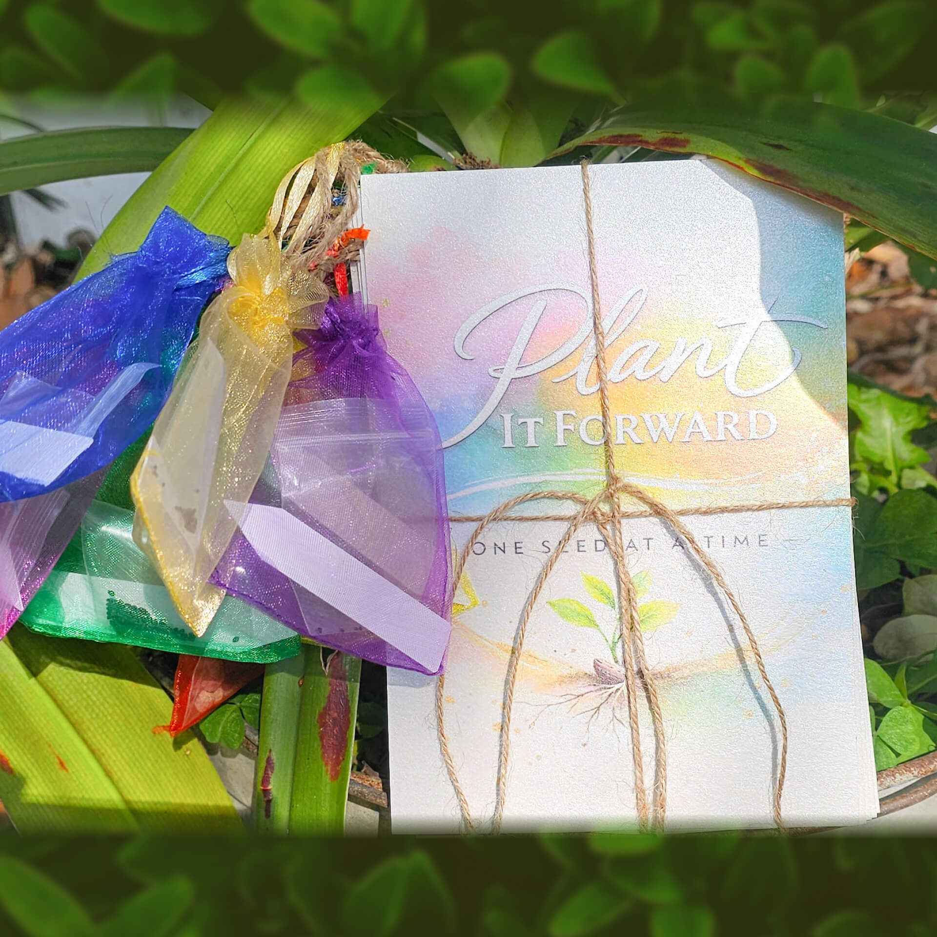 Rainbow Collection with seed sachets